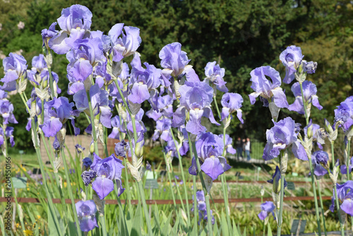 Fototapeta Naklejka Na Ścianę i Meble -  Iris bleu ciel au printemps