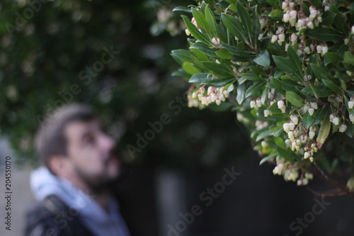 White flowers on a tree
