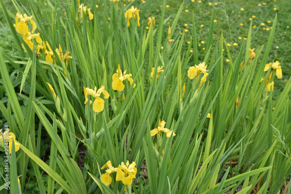 Iris des marais jaune au printemps Iris des marais jaune au printemps
