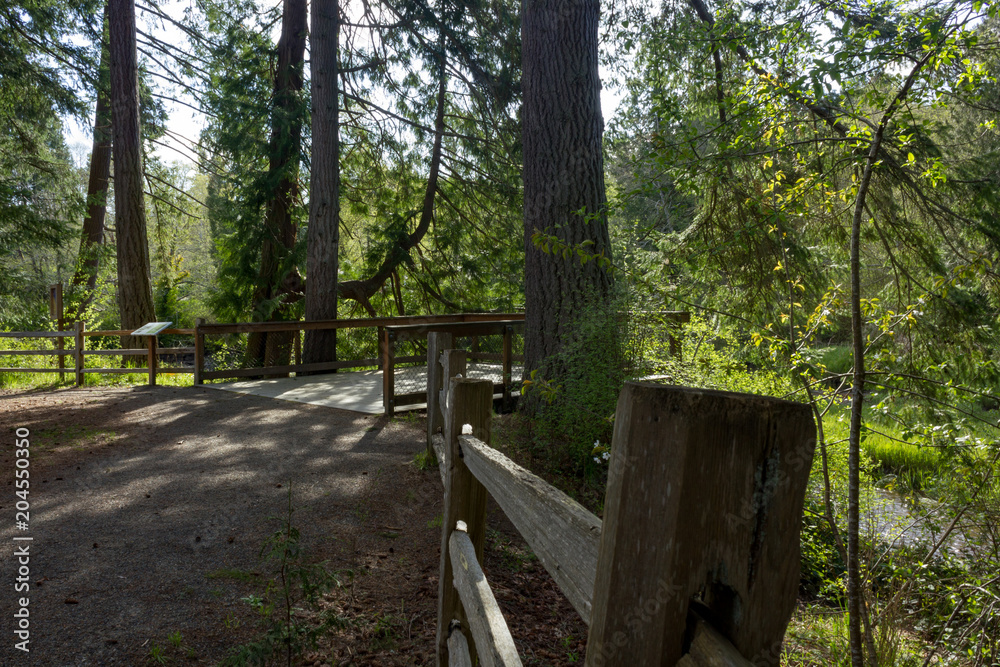 fence lined with tall trees