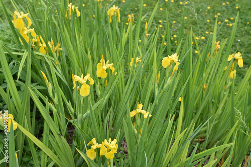 Fototapeta Naklejka Na Ścianę i Meble -  Iris des marais jaune au printemps