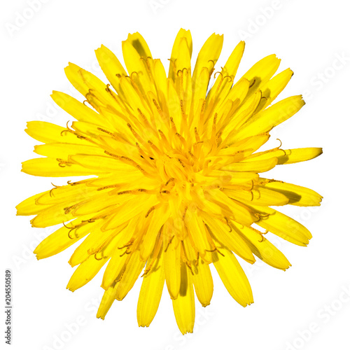 Fototapeta Naklejka Na Ścianę i Meble -  one dandelion flower isolated on white background