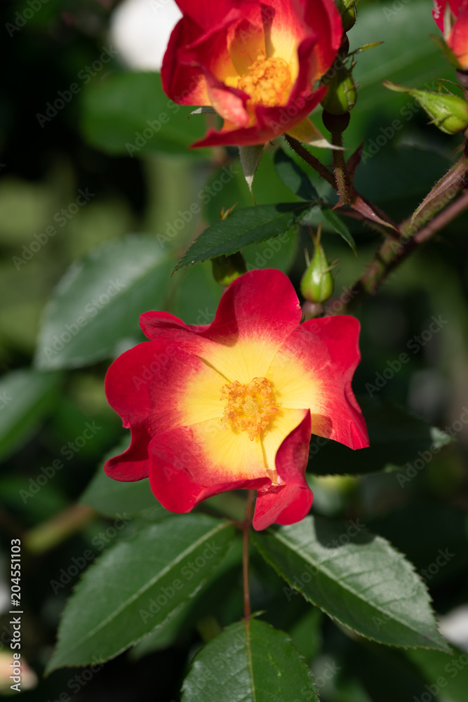 早朝の赤と黄色のばら「カクテル」の花のアップ