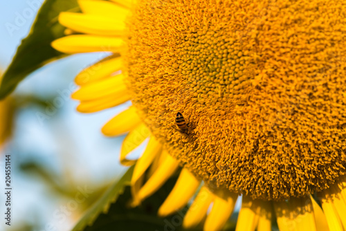 Colorful yellow sunflowers seen up close