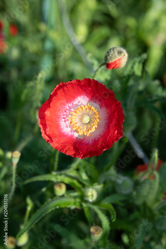 朝のオレンジ色のポピーの花