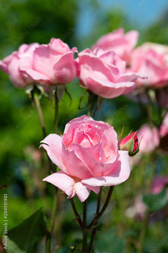 朝の薄いピンク色のばらの花のアップ 朝の薄いピンク色のばらの花のアップ