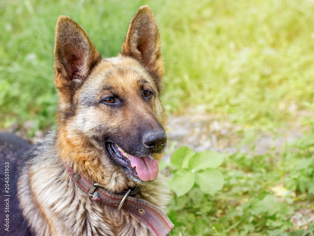 Portrait of dog a breed German Shepherd close-up on grass background in field. Copy spase for text_ Portrait of dog a breed German Shepherd close-up on grass background in field. Copy spase for text_