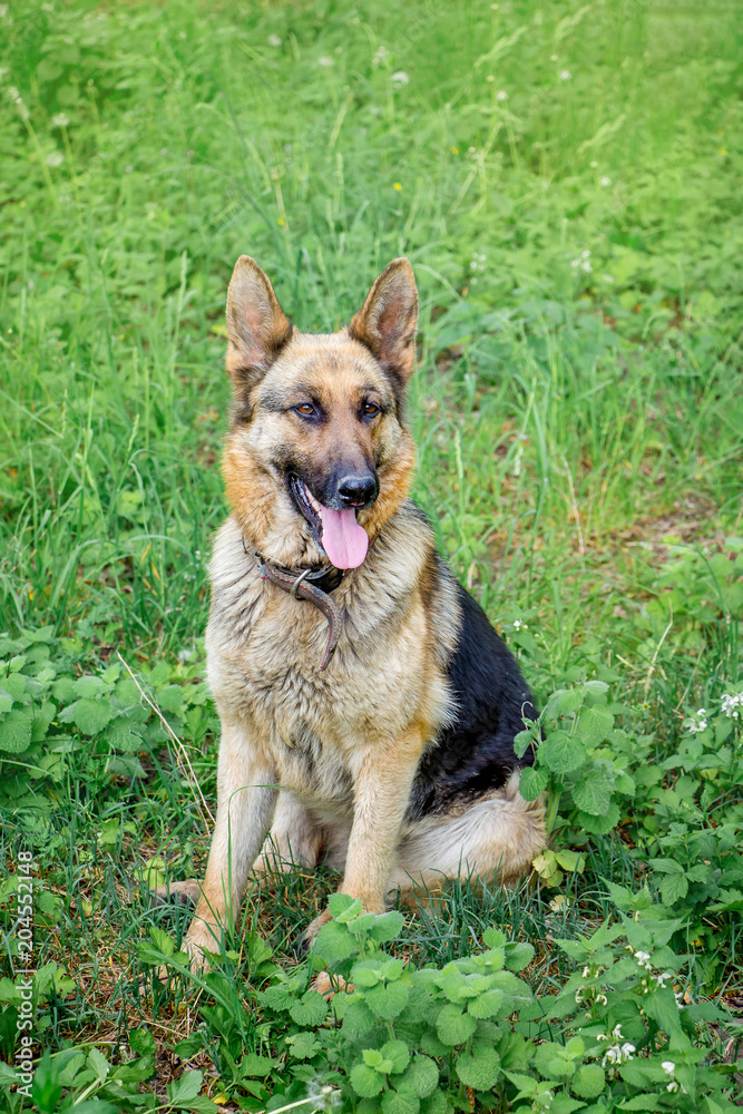 Portrait of  dog German Shepherd  in  full-length sitting on background of green grass_