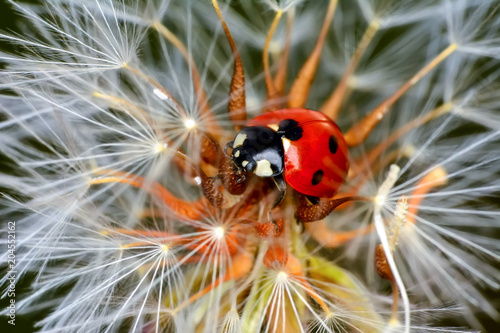    Dandelion seeds close up and ladybug  © blackdiamond67