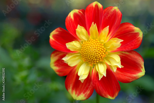 Fototapeta Naklejka Na Ścianę i Meble -  Dahlia Pooh