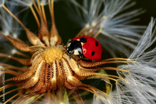    Dandelion seeds close up and ladybug  © blackdiamond67