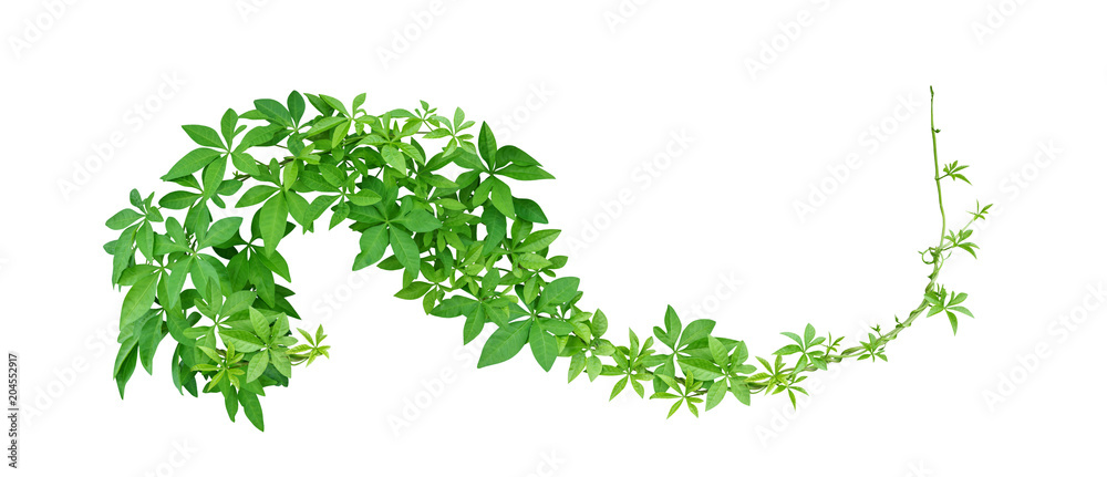 Wild morning glory leaves tropical plant climbing on twisted jungle liana isolated on white background, clipping path included - obrazy, fototapety, plakaty 