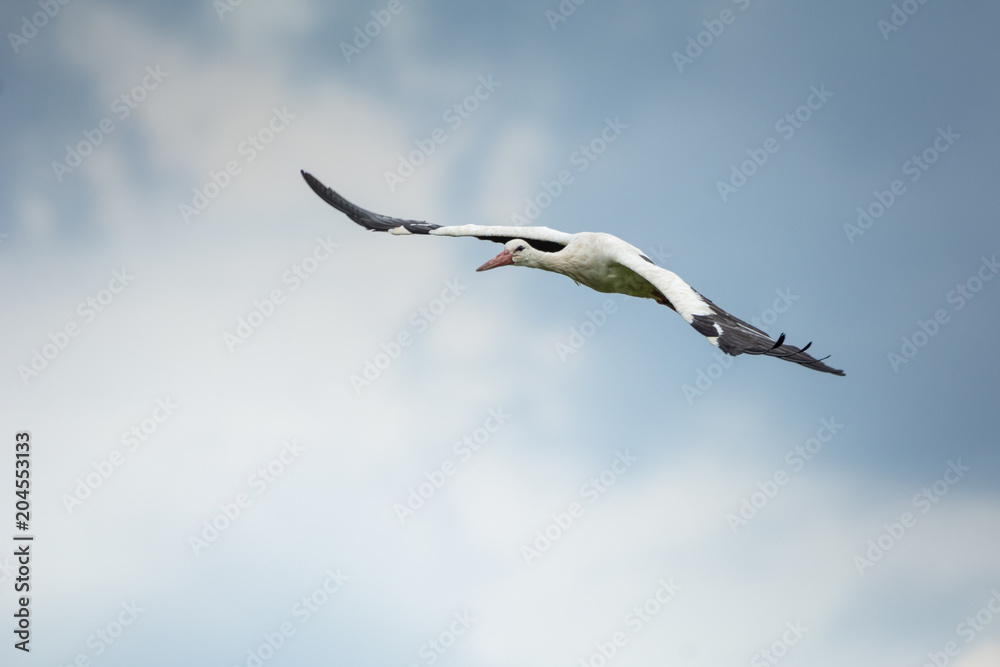 Storch am Himmel Storch am Himmel