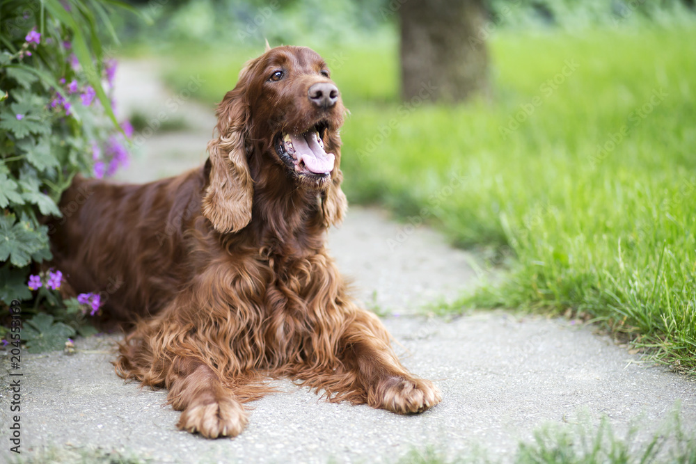 Happy smiling Irish Setter dog lying in the garden