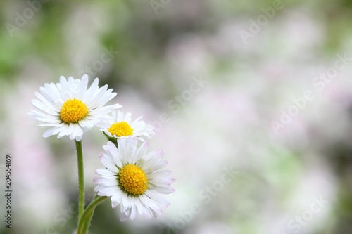 Daisy flower on blurry background © svehlik