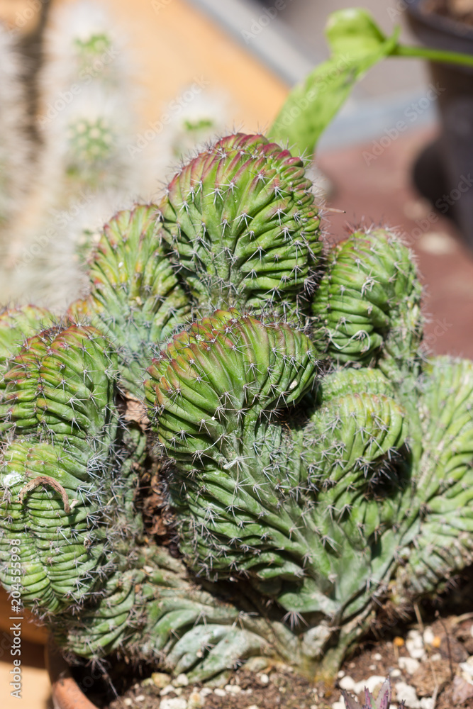 Fototapeta premium Composition of cactuses