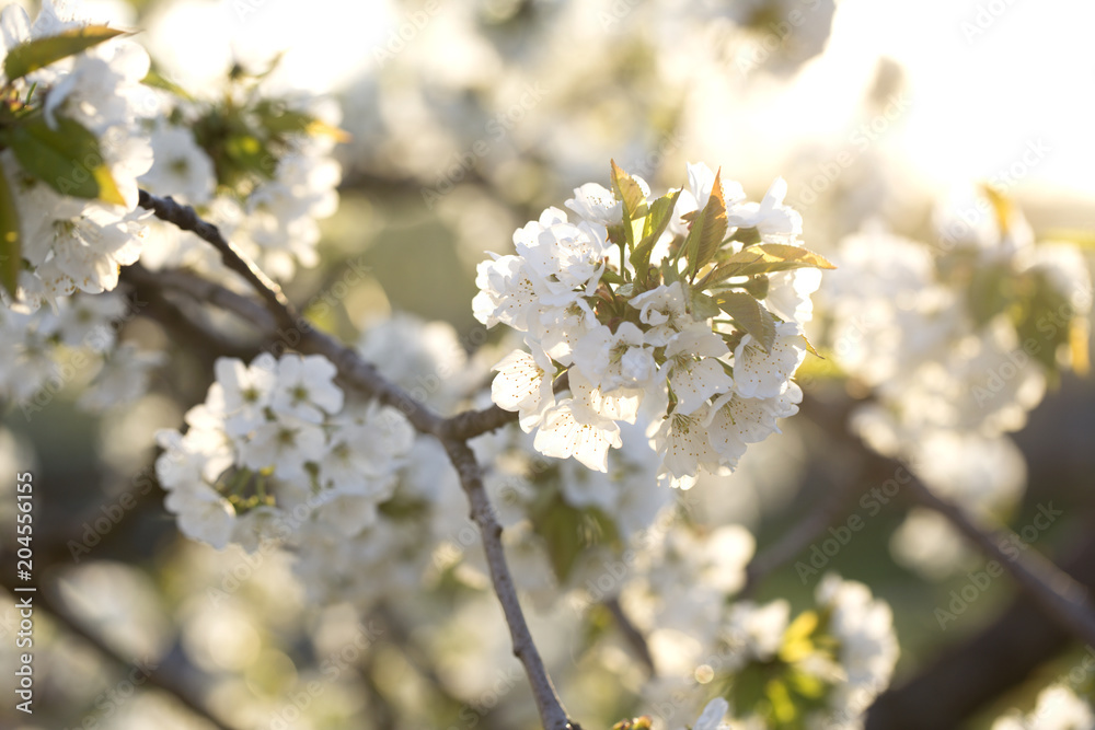 flowers on the branches of a tree cherry spring flowers on the branches of a tree cherry spring