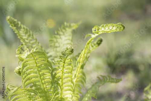 Curly navy fern frond in spring forest with sunrise as natural foliage pattern background
