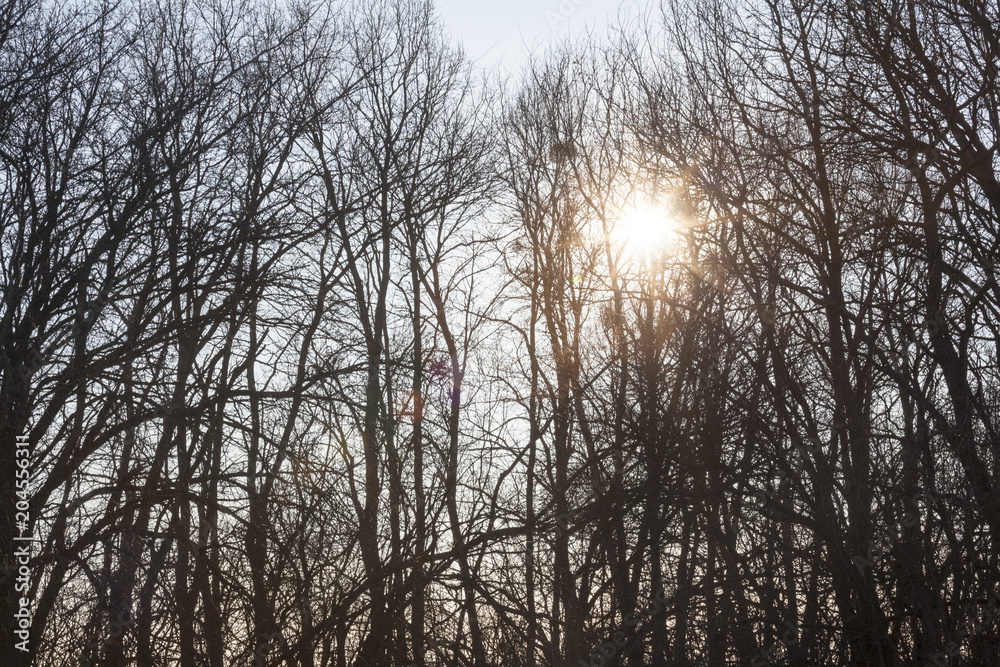 Bare trees against the shining sun Bare trees against the shining sun