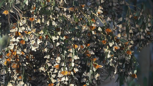 Monarch Butterflies Migration