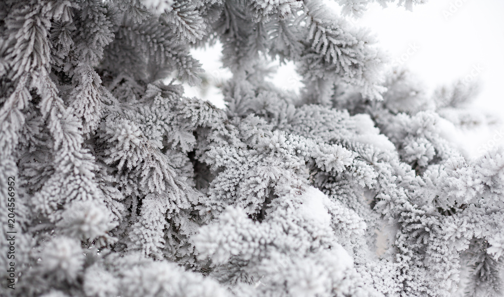 Coniferous branches covered with hoarfrost