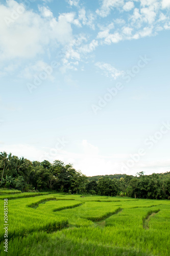 The rice terrace