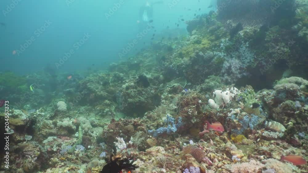 Fish and coral reef at diving. Wonderful and beautiful underwater world with corals and tropical fish. Hard and soft corals. Philippines, Mindoro. Diving and snorkeling in the tropical sea. Travel Fish and coral reef at diving. Wonderful and beautiful underwater world with corals and tropical fish. Hard and soft corals. Philippines, Mindoro. Diving and snorkeling in the tropical sea. Travel
