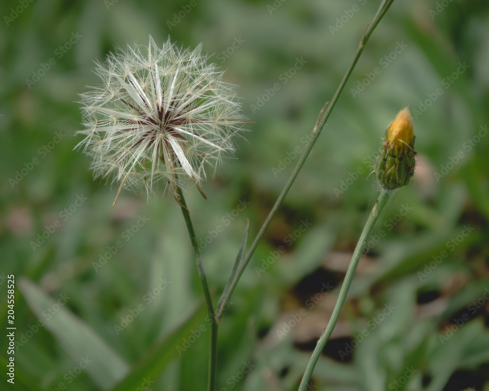 The dandelion The dandelion
