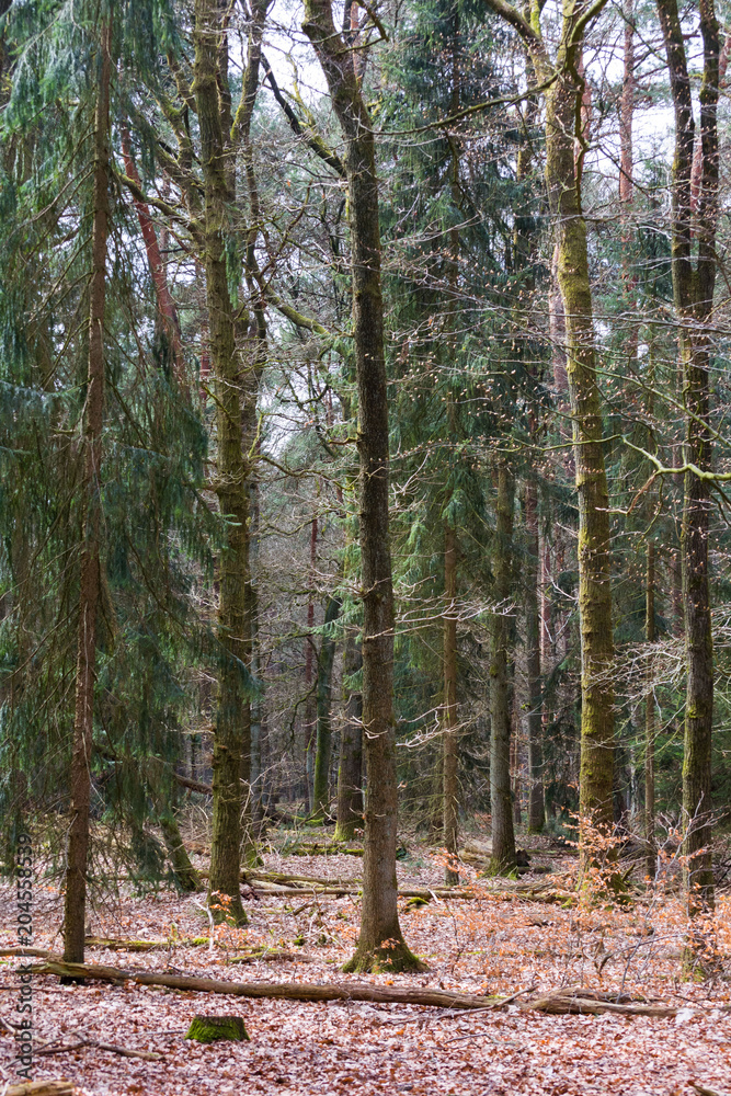 Fototapeta premium Nijmegen Forest during spring