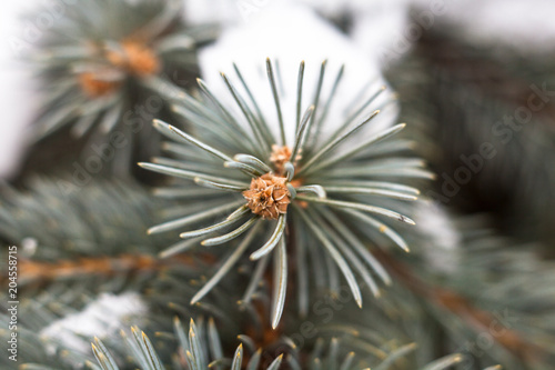 Branch of the blue spruce