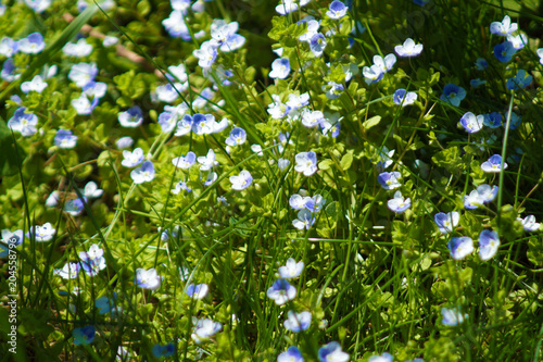 forget-me-not flower