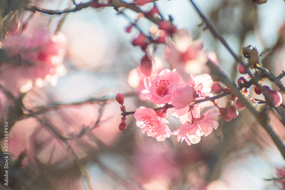 Spring branch with pink flowers on blurry background Spring branch with pink flowers on blurry background
