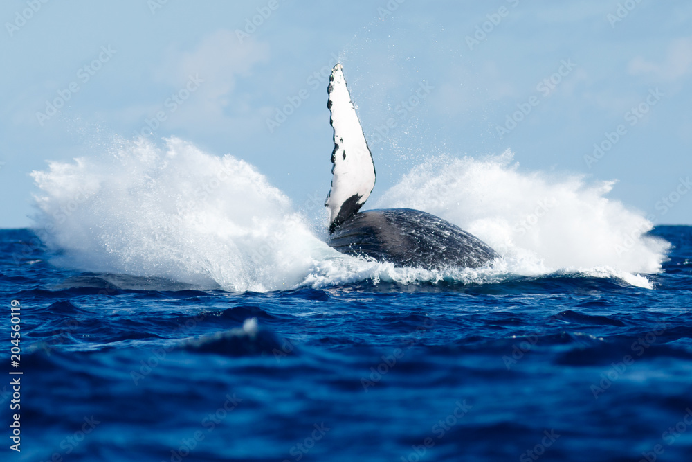 Fototapeta premium Humpback whale breaching.