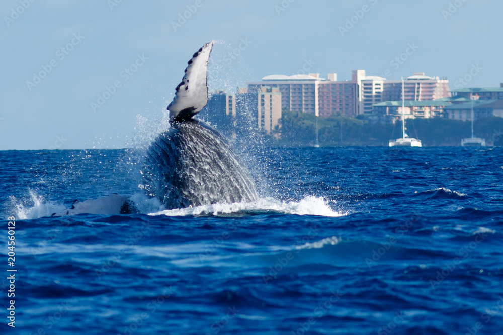 Fototapeta premium Humpback whale breaching.
