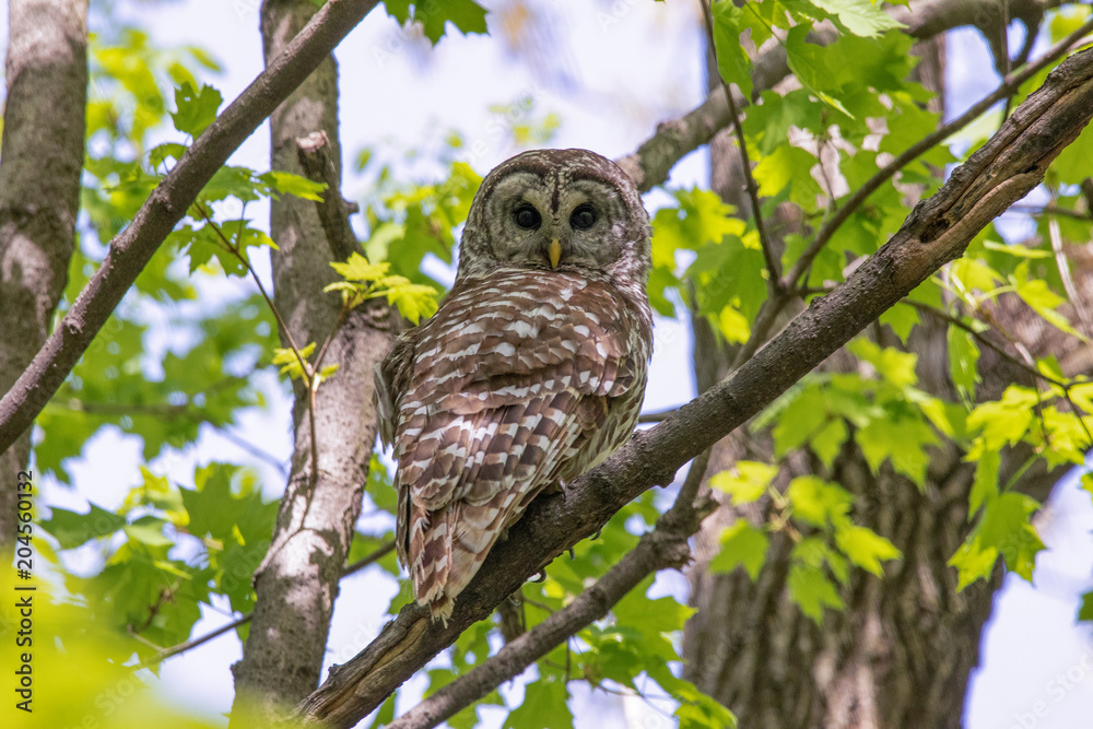 A Barred Owl perched in a tree A Barred Owl perched in a tree