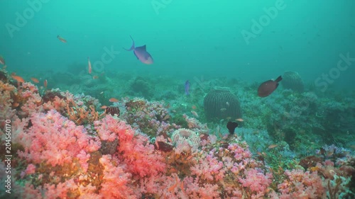 Wallpaper Mural Fish and coral reef at diving. Wonderful and beautiful underwater world with corals and tropical fish. Hard and soft corals. Philippines, Mindoro. Diving and snorkeling in the tropical sea. Travel Torontodigital.ca