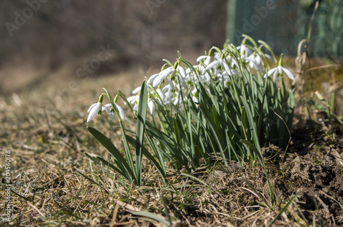 Bunch of galanthus nivalis, common snowdrop in bloom, early spring bulbous flowers in the garden