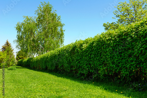 Home garden landscape - a green lawn and a big hedge on a blue sky background. photo