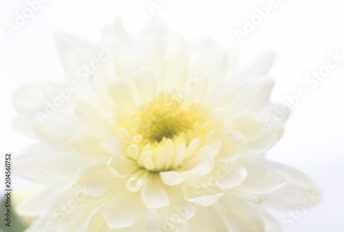White chrysanthemum flower © rootstocks