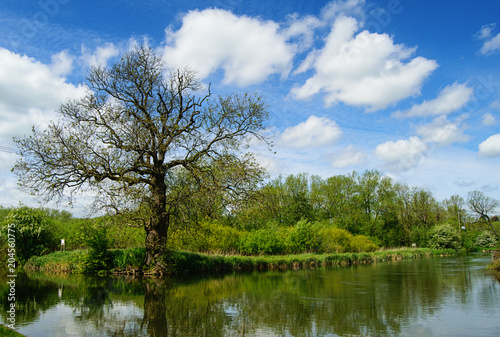 River with big tree and grass on the bank. Scenic summer landscape