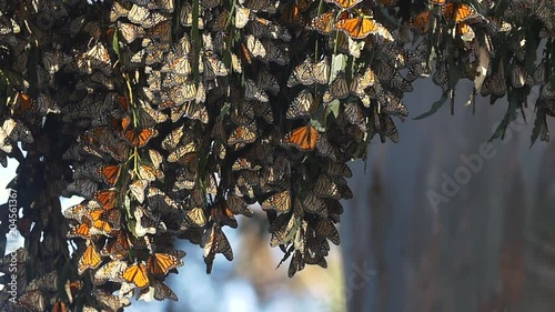 Monarch Butterflies Migration