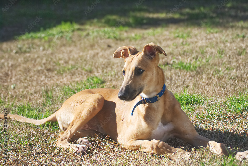 Young galgo playing happy outdoor in autumn Young galgo playing happy outdoor in autumn