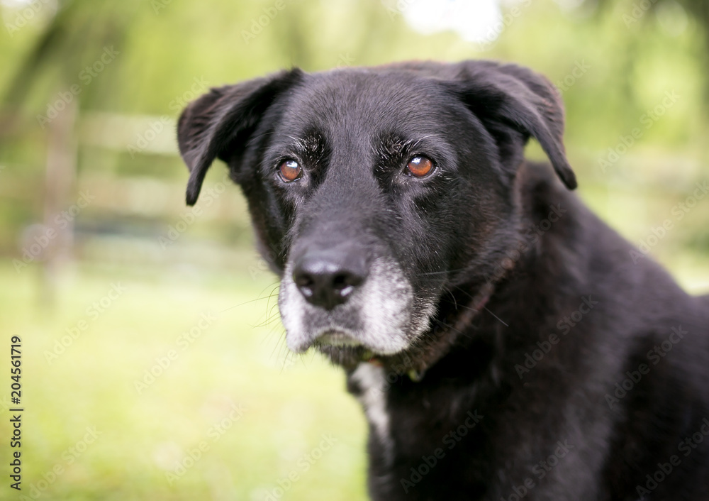 A black mixed breed senior dog with a gray muzzle