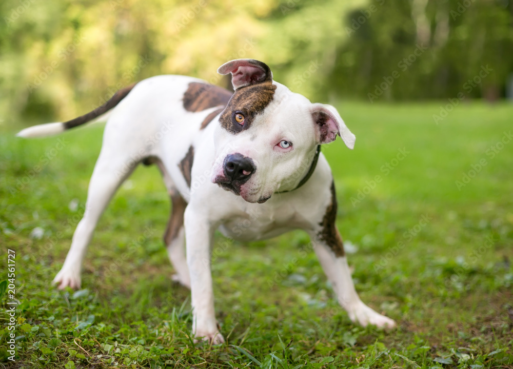 A brindle and white Pit Bull Terrier mixed breed dog with heterochromia, listening with a head tilt