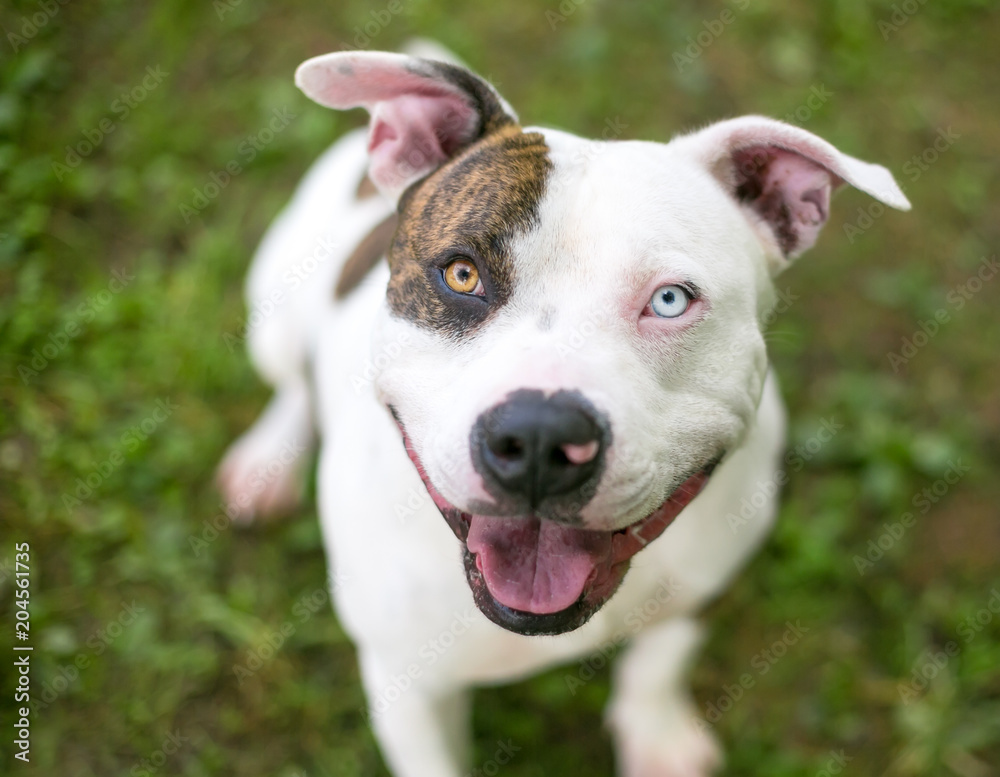 A brindle and white Pit Bull Terrier mixed breed dog with heterochromia, one blue eye and one brown eye