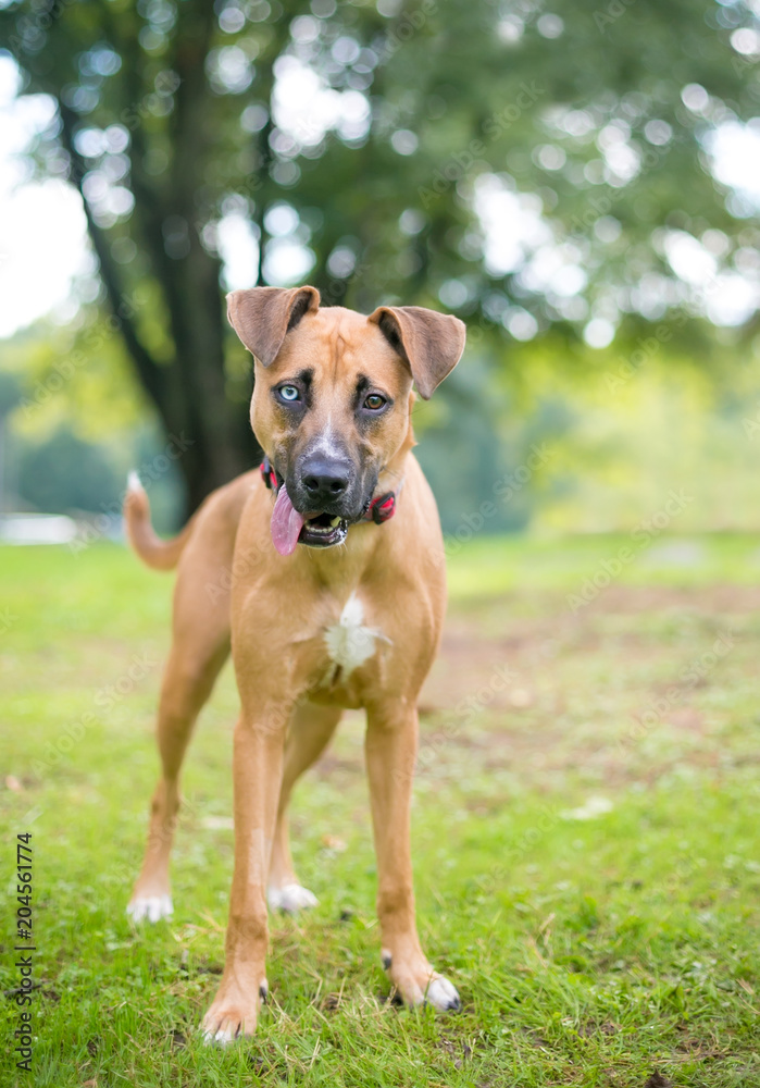 A mixed breed dog with heterochromia, one blue eye and one brown eye A mixed breed dog with heterochromia, one blue eye and one brown eye