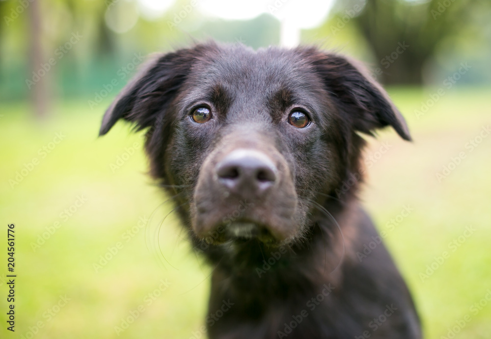 Close up of a furry black mixed breed puppy outdoors Close up of a furry black mixed breed puppy outdoors