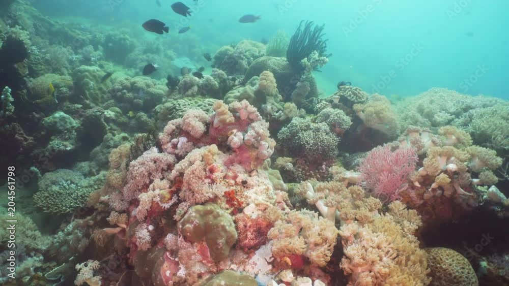 Tropical fish on coral reef at diving. Wonderful and beautiful underwater world with corals and tropical fish. Hard and soft corals. Philippines, Mindoro. Tropical fish on coral reef at diving. Wonderful and beautiful underwater world with corals and tropical fish. Hard and soft corals. Philippines, Mindoro.