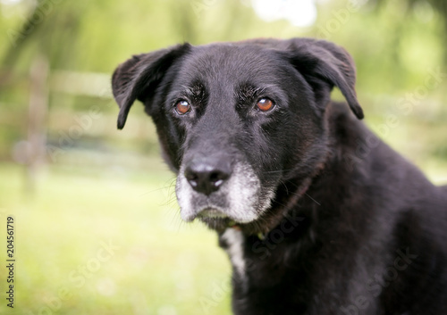 A black mixed breed senior dog with a gray muzzle