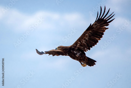 Canvastavla Steppe eagle or Aquila nipalensis in sky